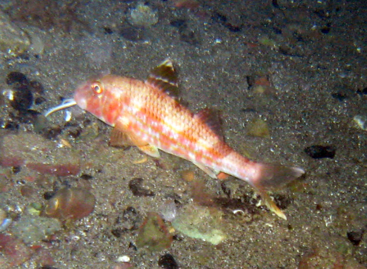 Mullus barbatus e Mullus surmuletus